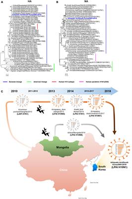 Potential for transmission of naturally mutated H10N1 avian influenza virus to mammalian hosts and causing severe pulmonary disease